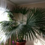 как вырастить пальму в комнатных условиях