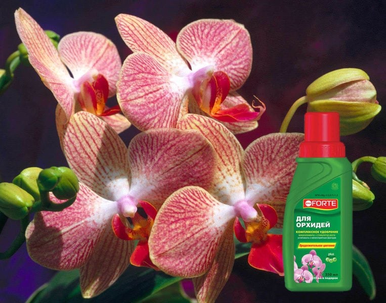 Bona Forte: концентрированное жидкое удобрение и подкормка для орхидей