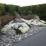 Белые хризантемы в Нью-Йоркском ботаническом саду