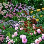 Цветущие хризантемы корейские