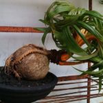 Кокосовая пальма бонсай
