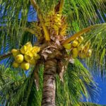 кокосовая пальма в природе