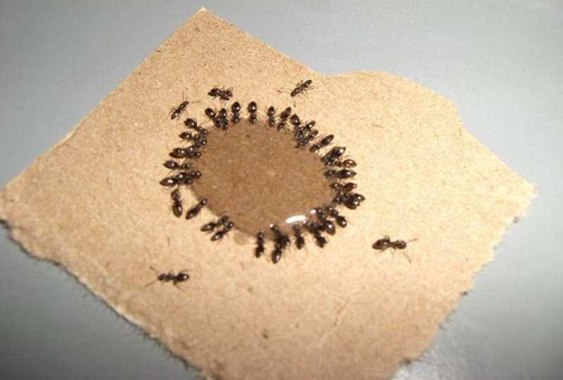 приманка для муравьишек