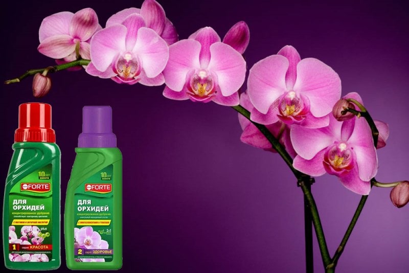 Красота и Здоровье для орхидей